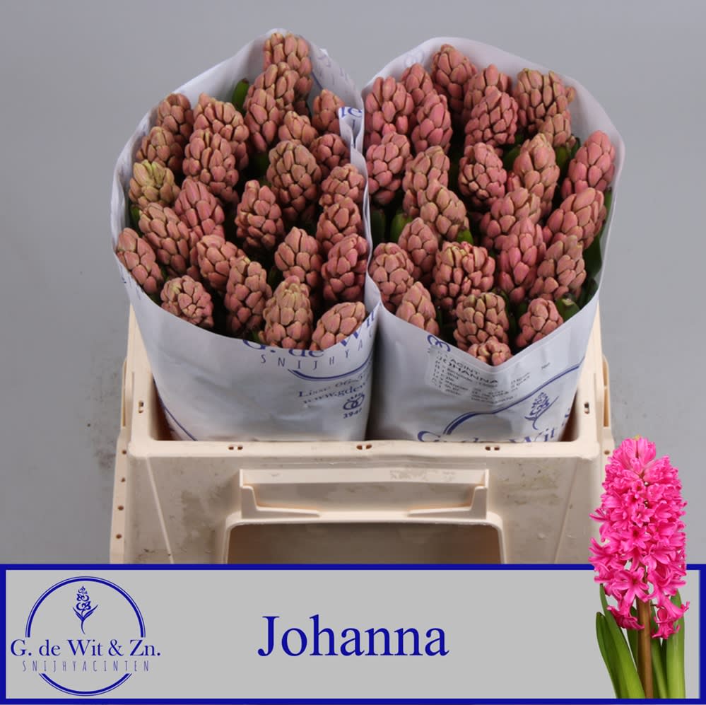 Срезанные цветы оптом Hyacinthus johanna от 50шт. из Голландии с доставкой по России