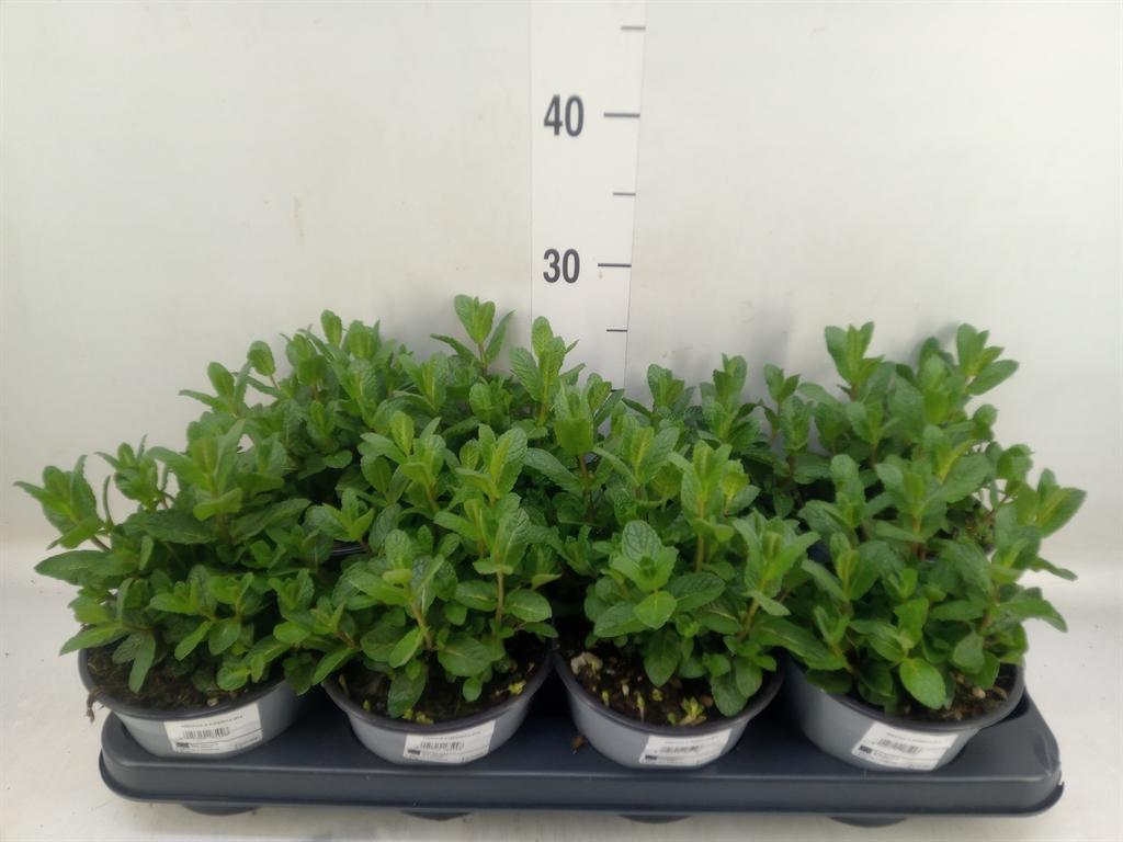 Горшечные цветы и растения оптом Mentha Piperita от 8шт из Голландии с доставкой по России