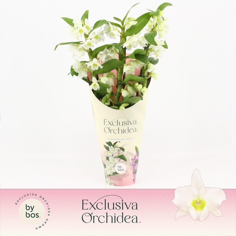 Горшечные цветы и растения оптом Dendr Nob 3st Apollon Exclusiva Orch от 6шт из Голландии с доставкой по России