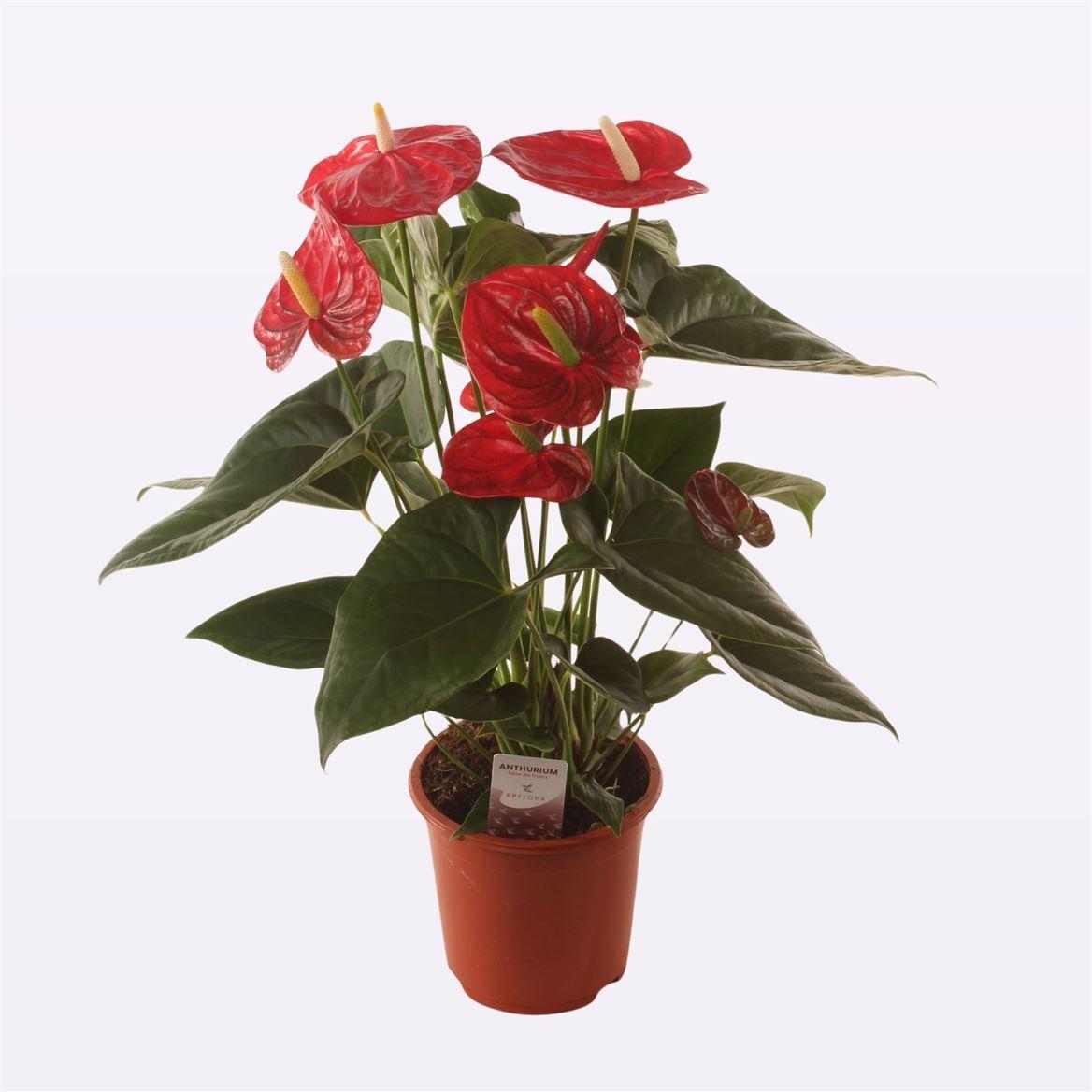Горшечные цветы и растения оптом Anth An Aloha Red 6+ от 6шт из Голландии с доставкой по России