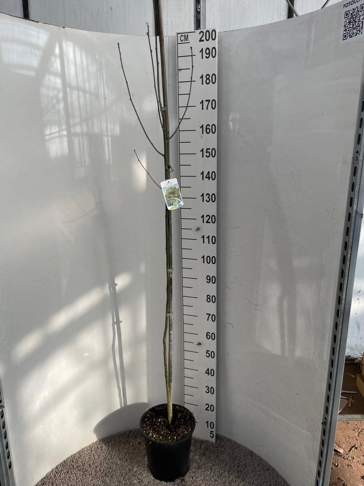 Горшечные цветы и растения оптом Laburnu Wa Vossii от 1шт из Голландии с доставкой по России