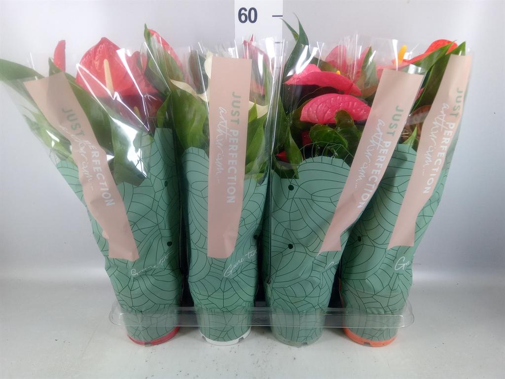 Горшечные цветы и растения оптом Anthurium ...mix от 7шт из Голландии с доставкой по России