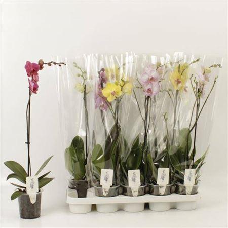 Горшечные цветы и растения оптом Phal Gem 1 Branche 8+ от 10шт из Голландии с доставкой по России