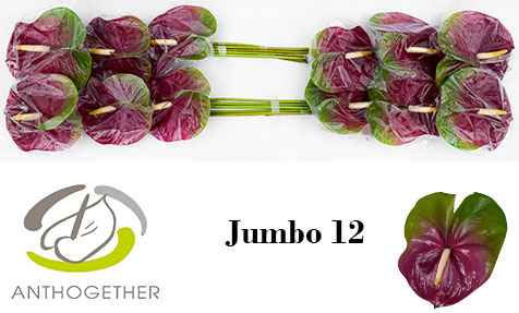 Срезанные цветы оптом Anthurium jumbo от 12шт из Голландии с доставкой по России