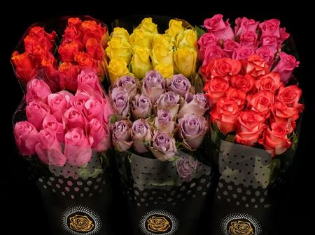 Срезанные цветы оптом Rosa ec mix in bucket от 120шт из Голландии с доставкой по России