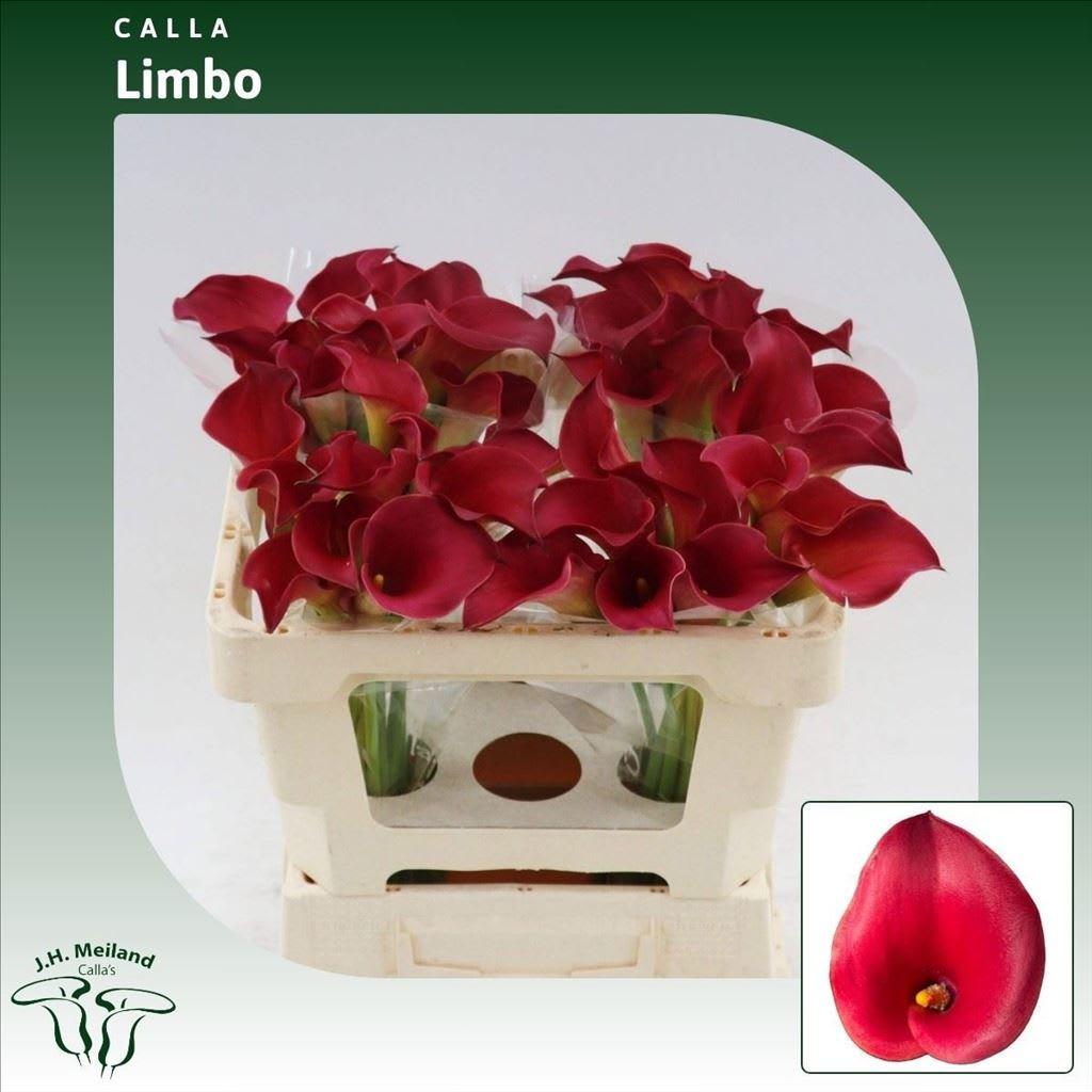 Срезанные цветы оптом Zantedeschia limbo от 40шт из Голландии с доставкой по России