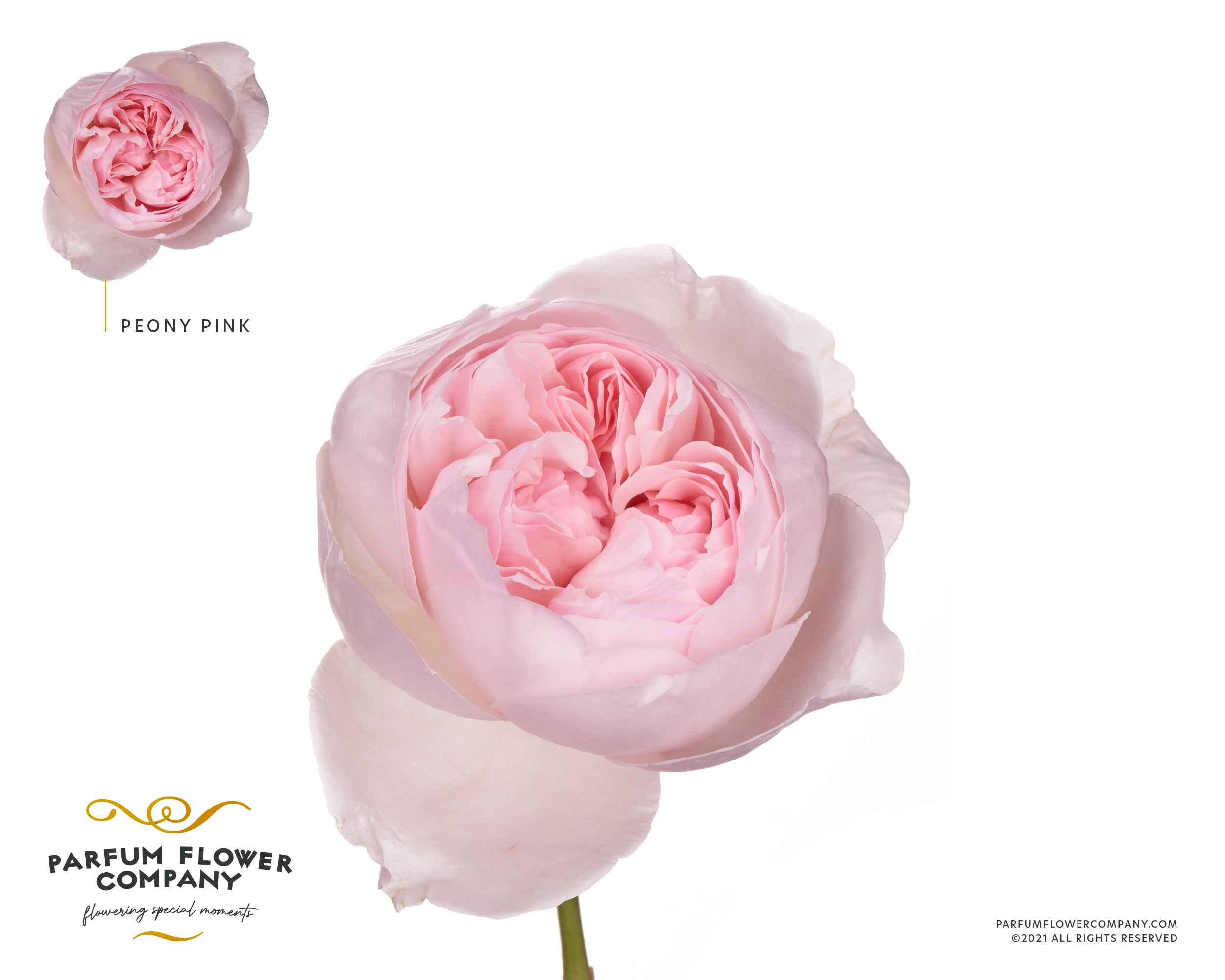 Срезанные цветы оптом Rosa la garden peony pink (scented) от 24шт из Голландии с доставкой по России