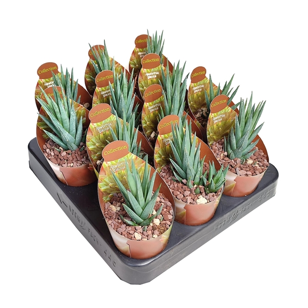 Горшечные цветы и растения оптом Haworthia Glauca Potcover от 12шт из Голландии с доставкой по России