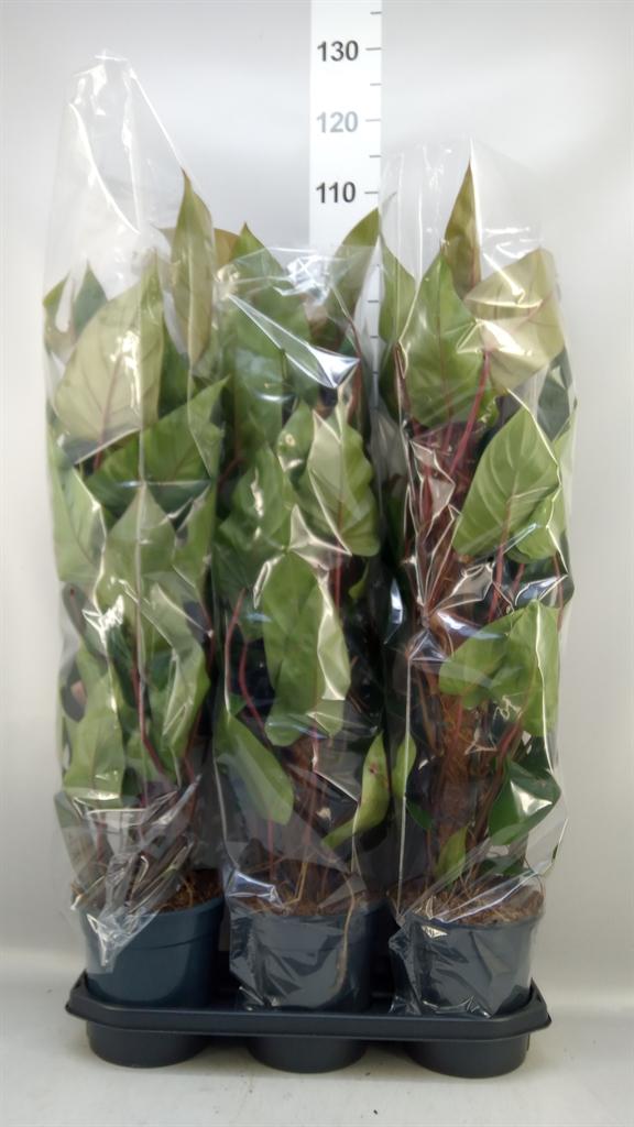 Горшечные цветы и растения оптом Philodendron Red Emerald от 3шт из Голландии с доставкой по России