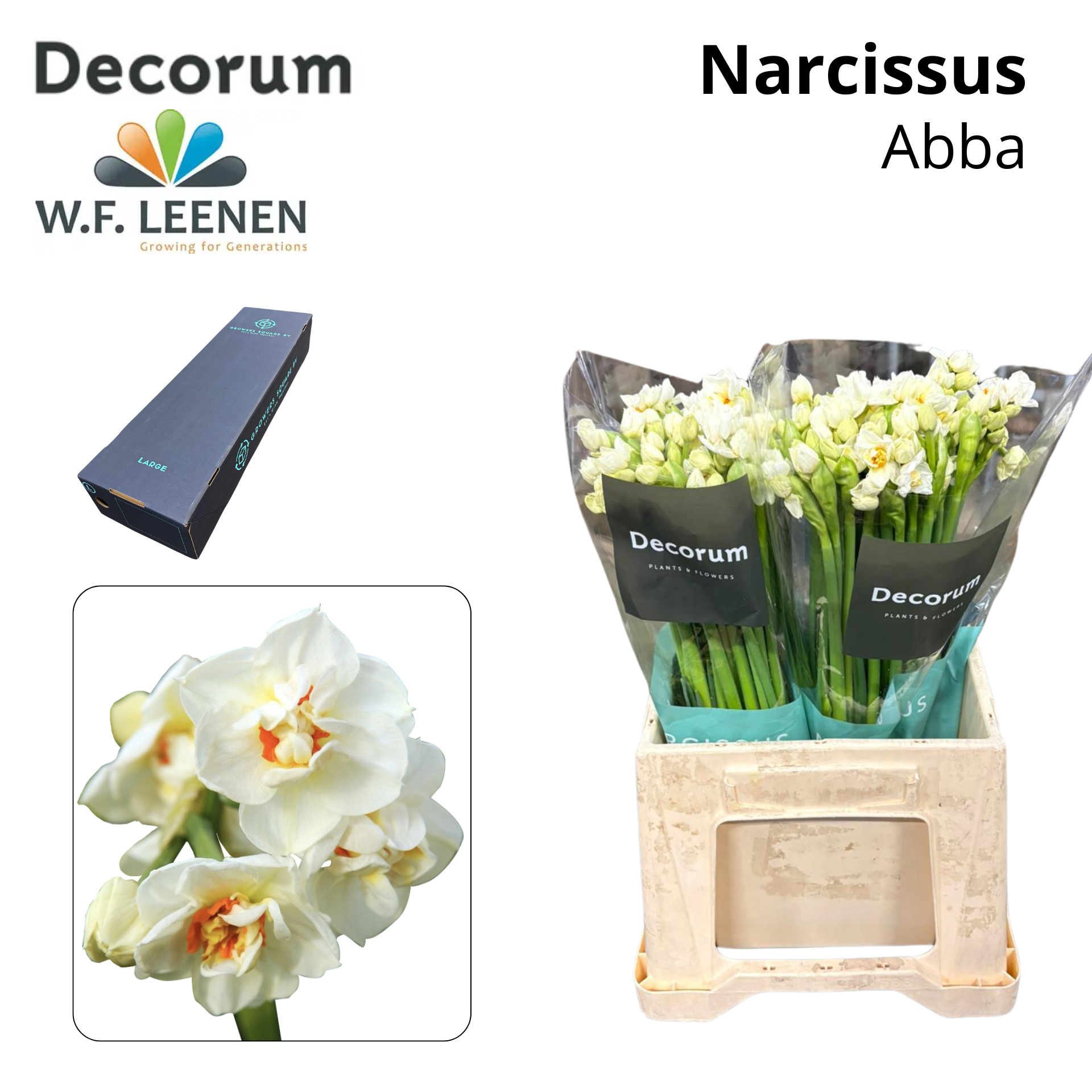 Срезанные цветы оптом Narcissus sp abba in box от 300шт из Голландии с доставкой по России