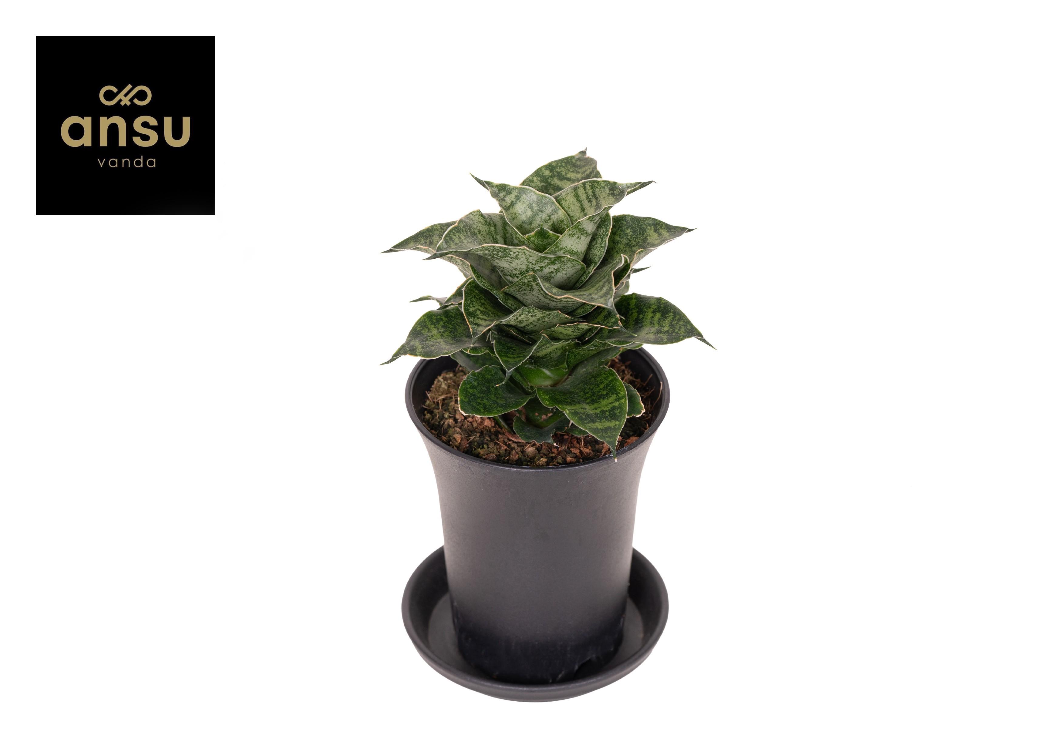 Горшечные цветы и растения оптом Sansevieria Star Mini Marbel от 9шт (для телеги) из Голландии с доставкой по России
