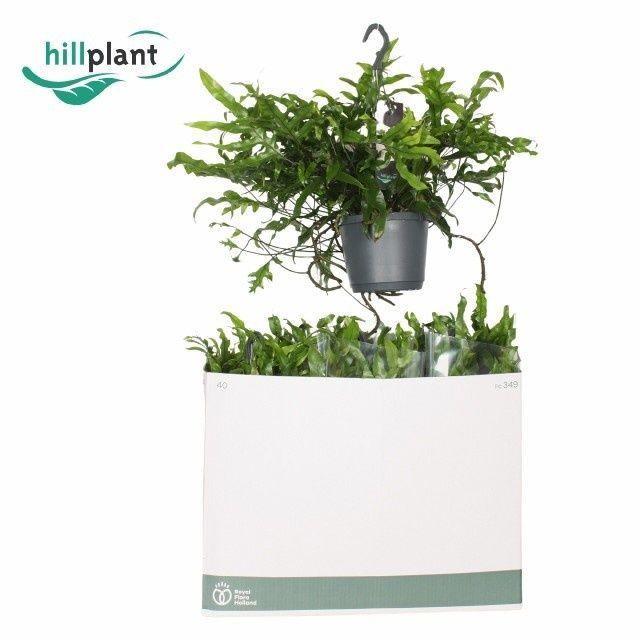 Горшечные цветы и растения оптом Micros Diversifolium от 6шт из Голландии с доставкой по России