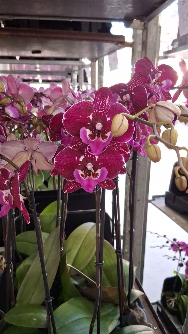 Горшечные цветы и растения оптом Phal 2st Testsoort (opti) от 6шт из Голландии с доставкой по России