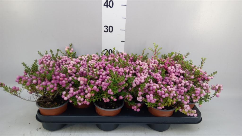 Горшечные цветы и растения оптом Gaultheria ...rose Berry от 12шт из Голландии с доставкой по России