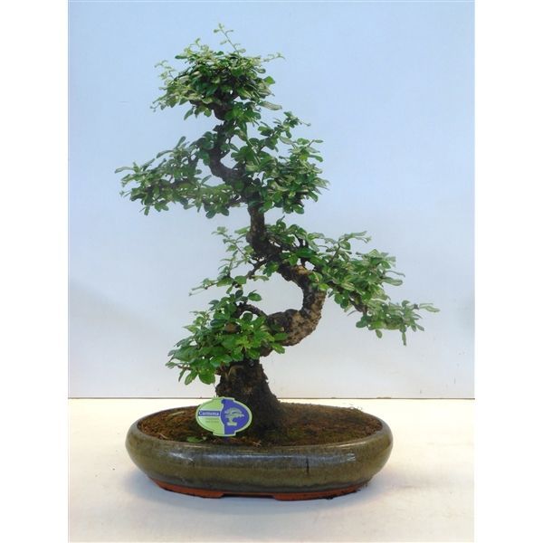 Горшечные цветы и растения оптом Bonsai Carmona Macrophylla, 39cm., Shape, Without от 1шт из Голландии с доставкой по России