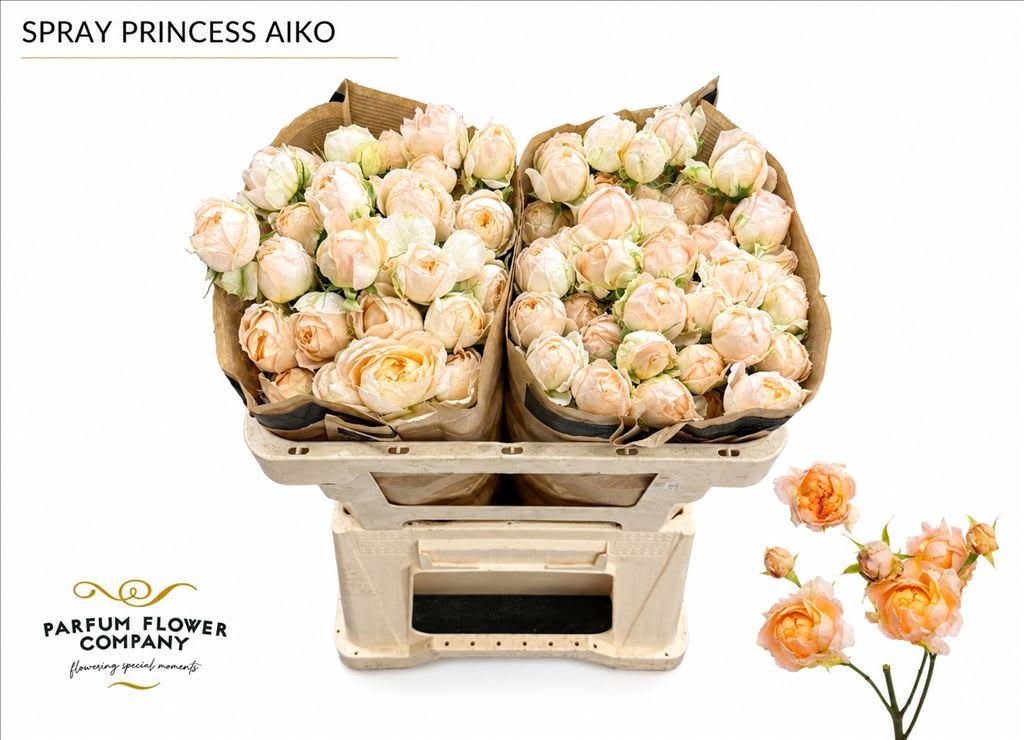 Срезанные цветы оптом Rosa spray garden princess aiko от 24шт из Голландии с доставкой по России