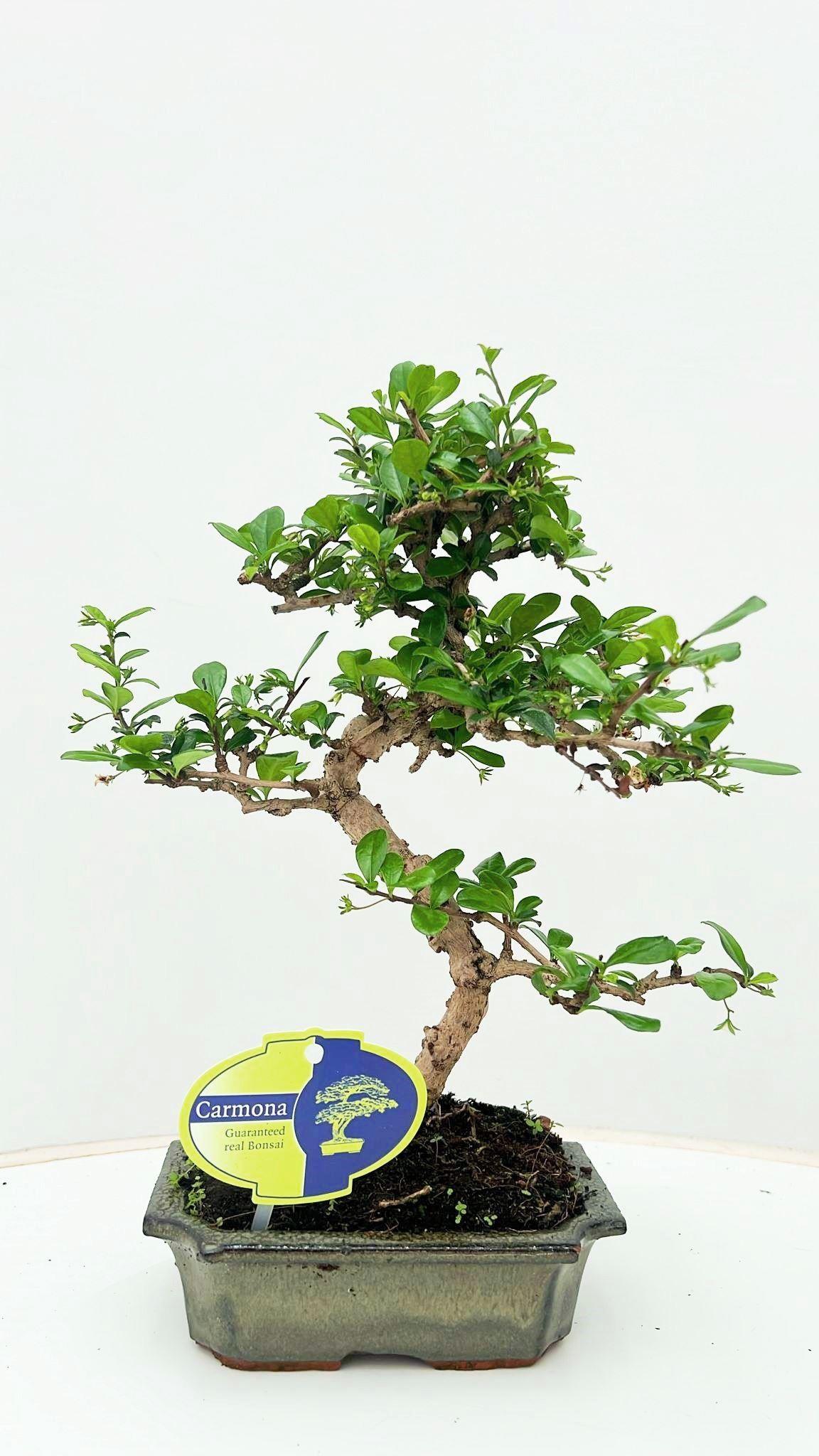 Горшечные цветы и растения оптом Bonsai Carmona Macrophylla, Without от 10шт из Голландии с доставкой по России