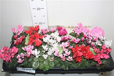 Горшечные цветы и растения оптом Cycl Kl Sup Micro от 18шт (для телеги) из Голландии с доставкой по России