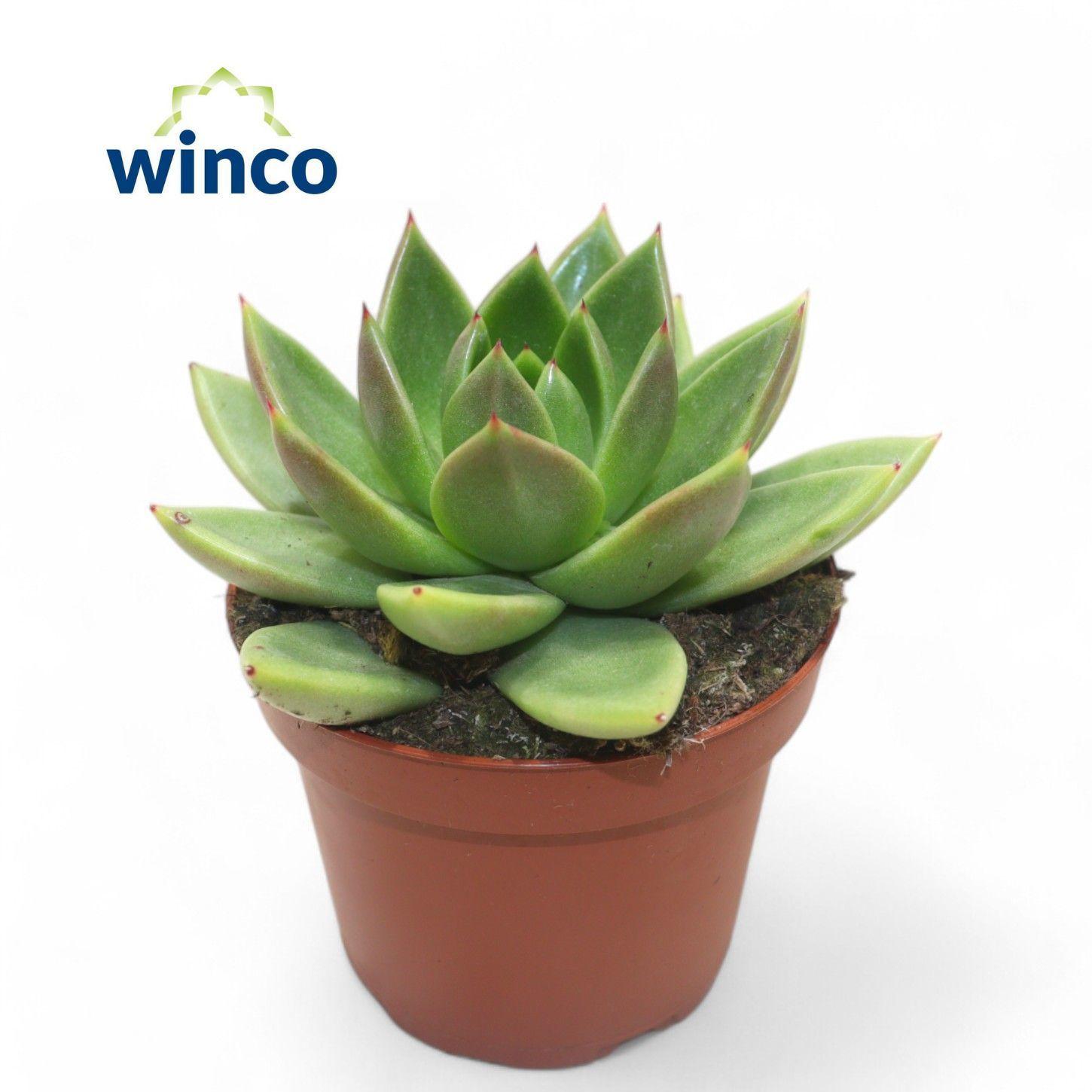 Горшечные цветы и растения оптом Echeveria Miranda от 8шт из Голландии с доставкой по России