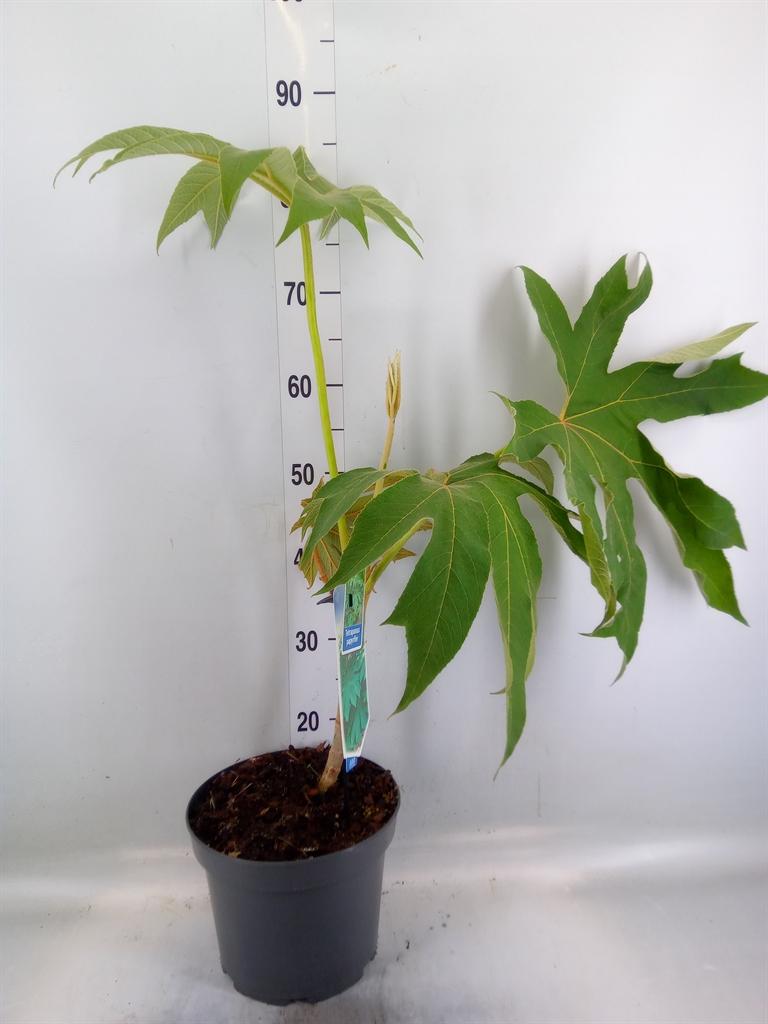 Горшечные цветы и растения оптом Planten   ...green L% от 1шт из Голландии с доставкой по России