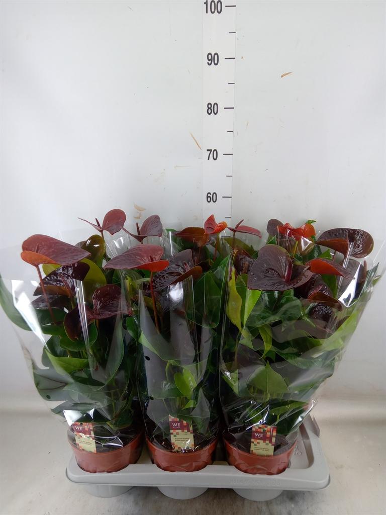 Горшечные цветы и растения оптом Anth An Essencia 8+ от 6шт из Голландии с доставкой по России