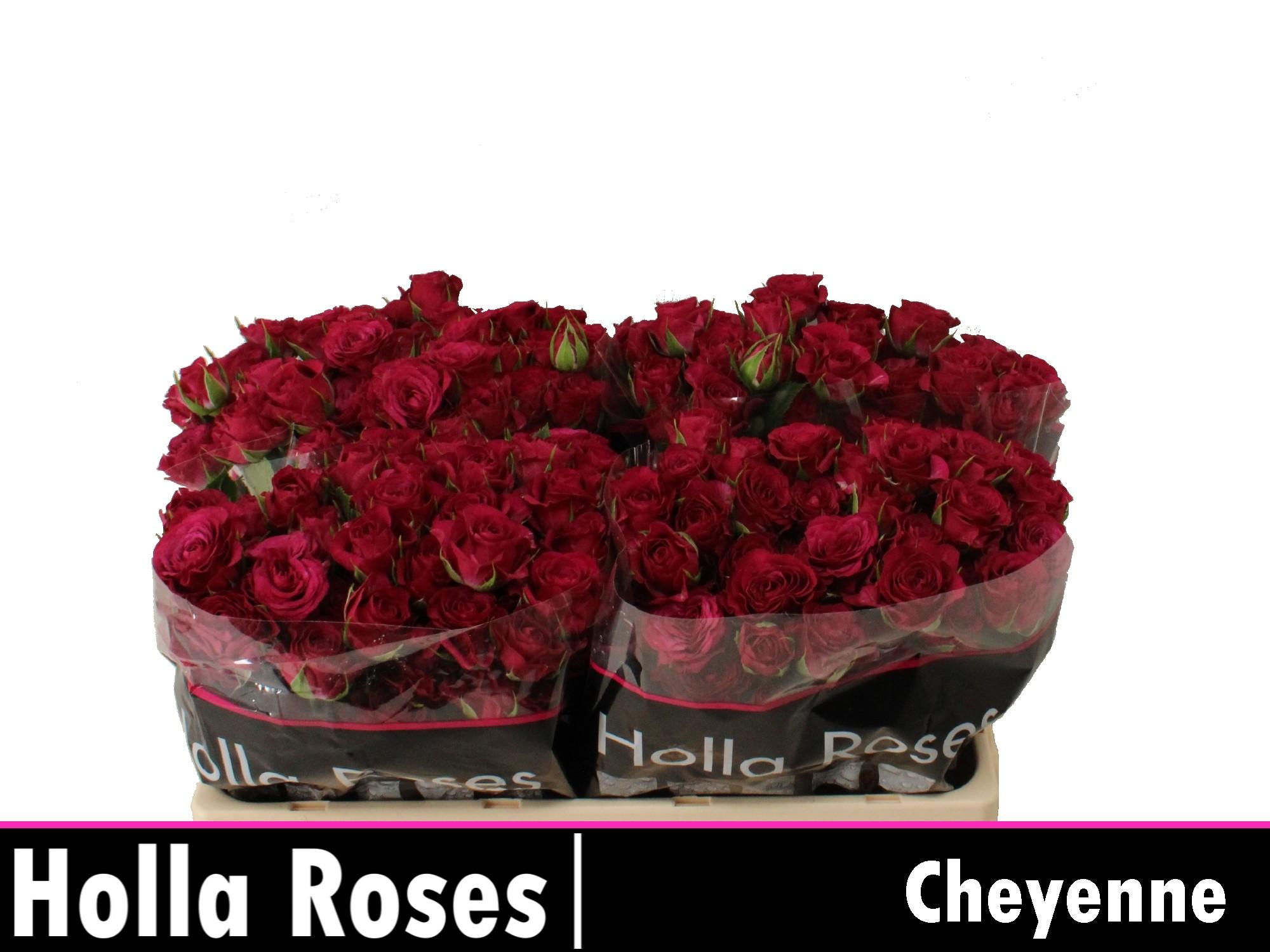 Срезанные цветы оптом Rosa spray cheyenne от 50шт из Голландии с доставкой по России
