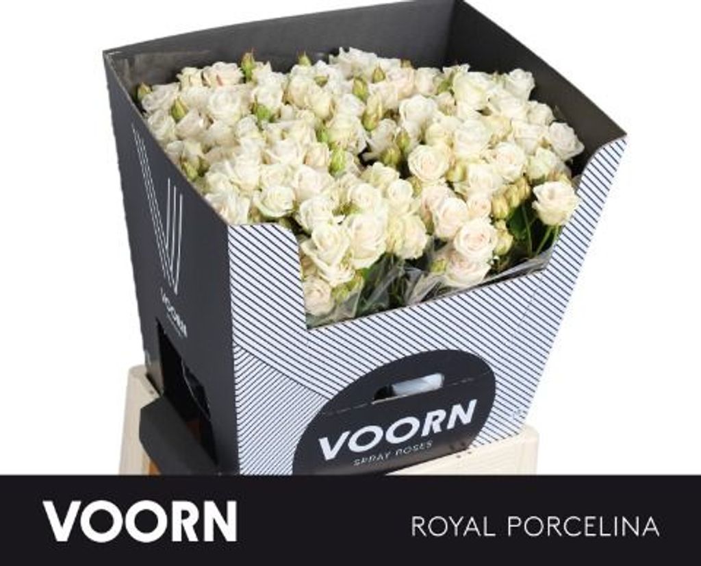 Срезанные цветы оптом Rosa spray royal porcelina от 30шт из Голландии с доставкой по России