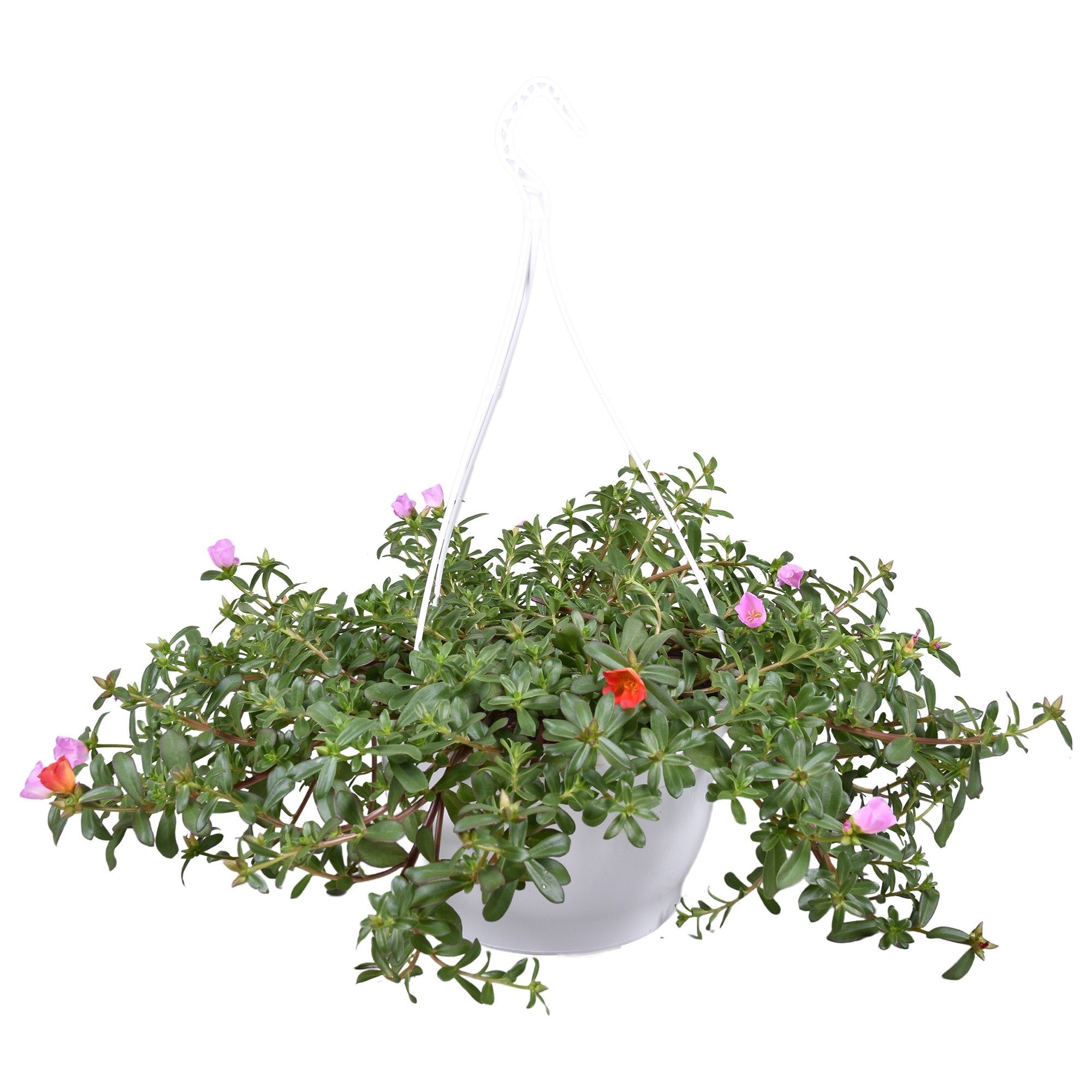 Горшечные цветы и растения оптом Portulaca Carnaval Hanging Pot от 1шт из Голландии с доставкой по России