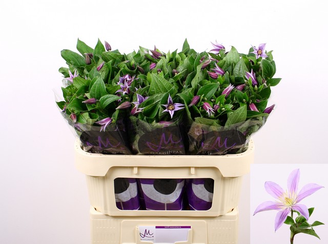 Срезанные цветы оптом Clematis star river от 60шт из Голландии с доставкой по России