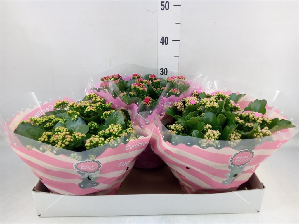 Горшечные цветы и растения оптом Kalanchoe Blos.   ..mix 5 от 3шт из Голландии с доставкой по России