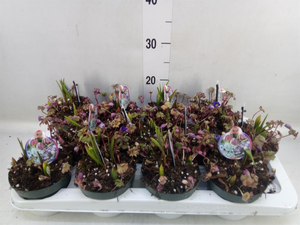 Горшечные цветы и растения оптом Bolbloemen   ...mix In Pot от 12шт из Голландии с доставкой по России