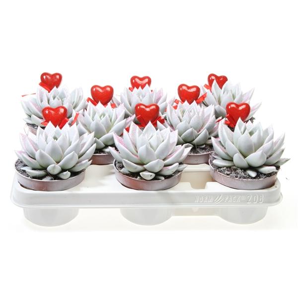 Горшечные цветы и растения оптом Echeveria Miranda Wit Roze Glitter + Hart от 8шт из Голландии с доставкой по России