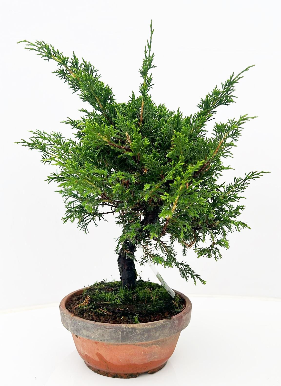 Горшечные цветы и растения оптом Juniperus Chinensis, 19cm от 1шт из Голландии с доставкой по России