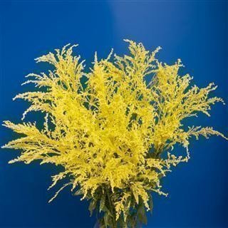 Срезанные цветы оптом Solidago paint yellow от 25шт из Голландии с доставкой по России