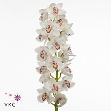 Срезанные цветы оптом Cymbidium white vanity от 6шт. из Голландии с доставкой по России