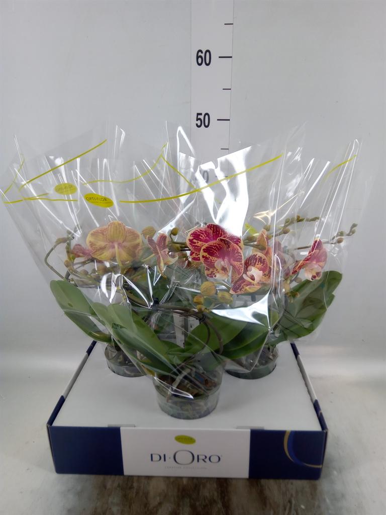 Горшечные цветы и растения оптом Phal 2/3/4st White Duo (opti) от 3шт из Голландии с доставкой по России