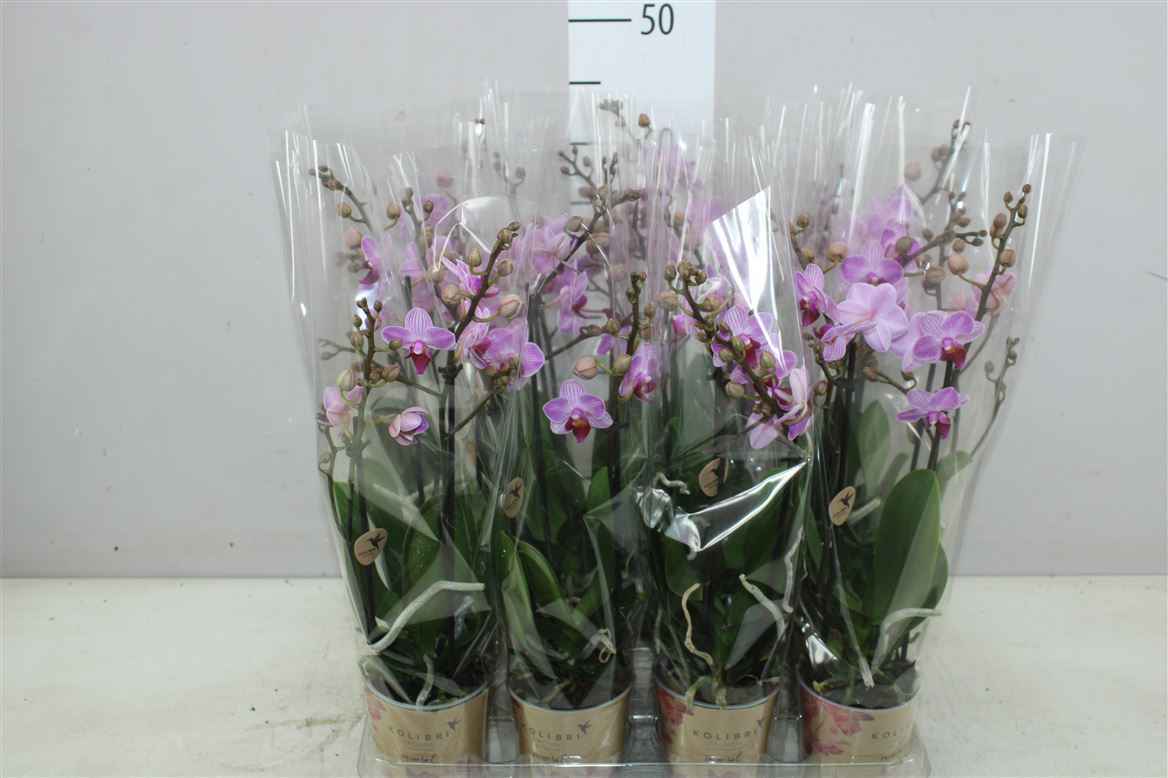 Горшечные цветы и растения оптом Phal Midi Roze 2 Tak от 12шт из Голландии с доставкой по России