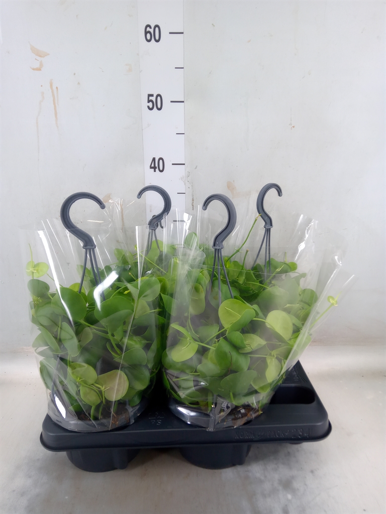 Горшечные цветы и растения оптом Dischidia Platyphylla от 4шт из Голландии с доставкой по России