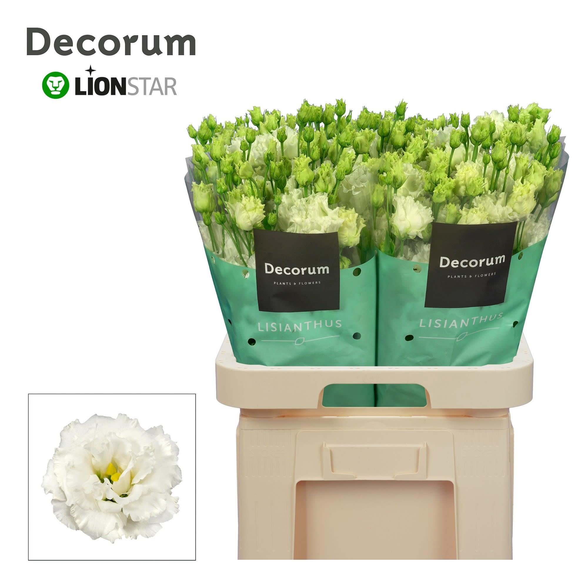 Срезанные цветы оптом Lisianthus do alissa pure white от 40шт..... из Голландии с доставкой по России