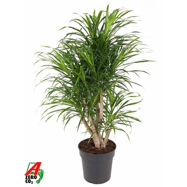 Горшечные цветы и растения оптом Drac Anita Branched от 1шт из Голландии с доставкой по России