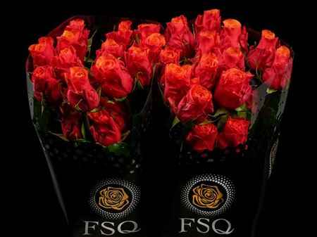 Срезанные цветы оптом Rosa ec espana от 40шт из Голландии с доставкой по России