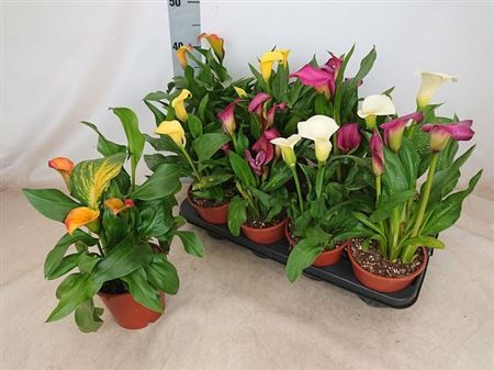 Горшечные цветы и растения оптом Zant Gem 3+ от 8шт из Голландии с доставкой по России