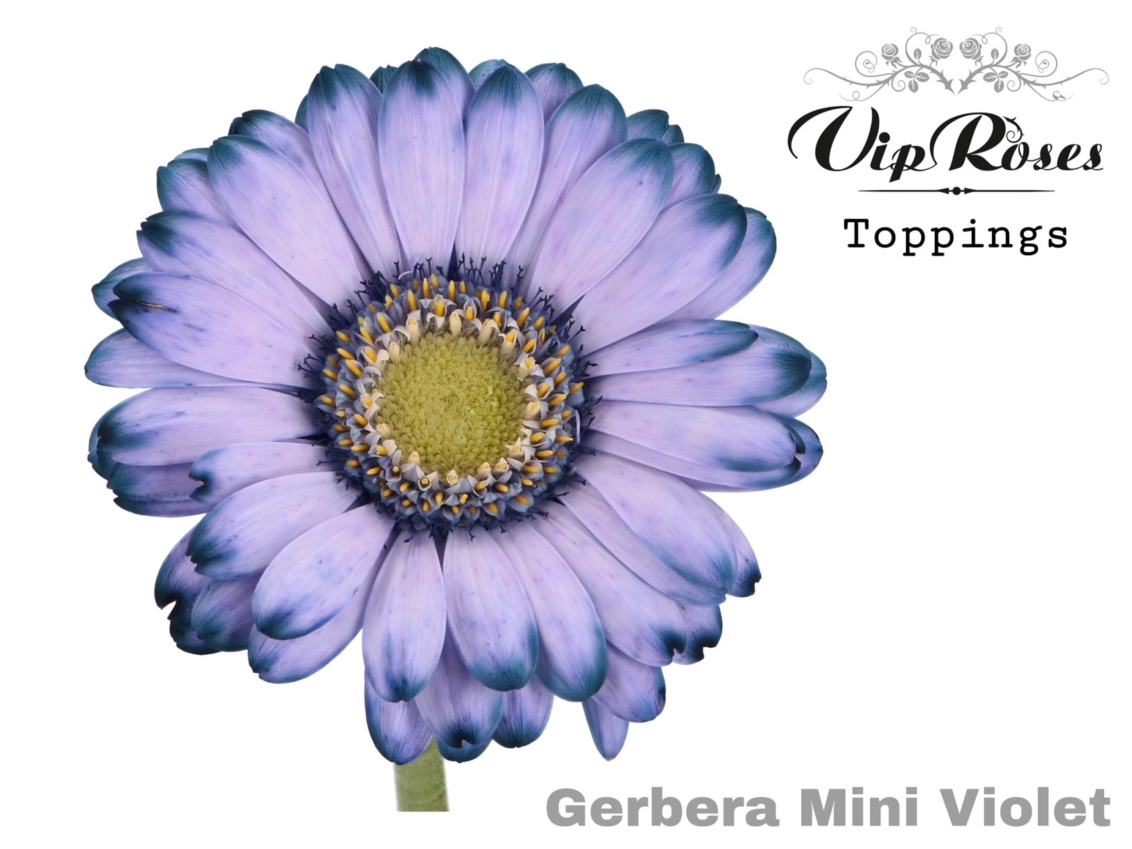 Срезанные цветы оптом Germini paint violet от 40шт. из Голландии с доставкой по России