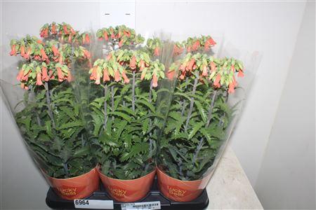 Горшечные цветы и растения оптом Kal Lucky Bells от 6шт из Голландии с доставкой по России