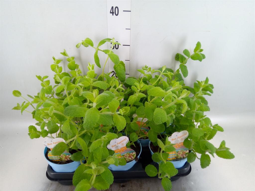Горшечные цветы и растения оптом Mentha Suaveolens от 8шт из Голландии с доставкой по России
