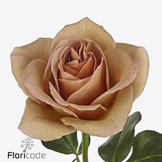 Срезанные цветы оптом Rosa garden cafe latte от 24шт из Голландии с доставкой по России