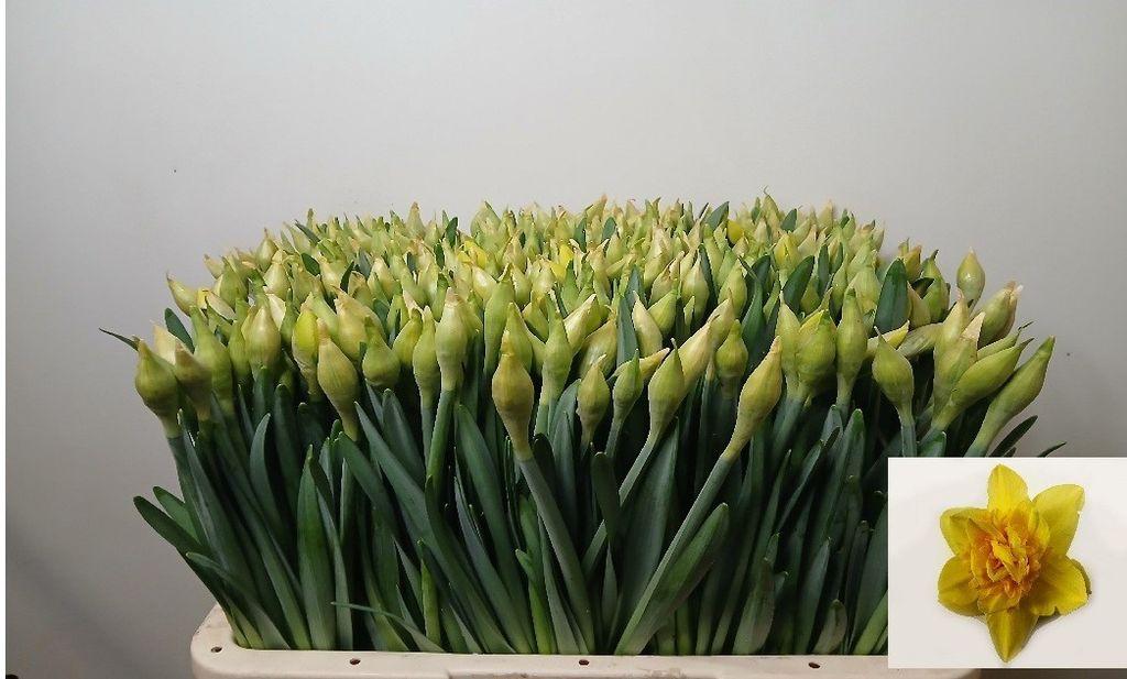 Срезанные цветы оптом Narcissus do dick wilden от 400шт из Голландии с доставкой по России
