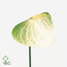 Срезанные цветы оптом Anthurium love fresh от 20шт из Голландии с доставкой по России