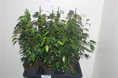 Горшечные цветы и растения оптом Fic Be Danielle от 6шт из Голландии с доставкой по России