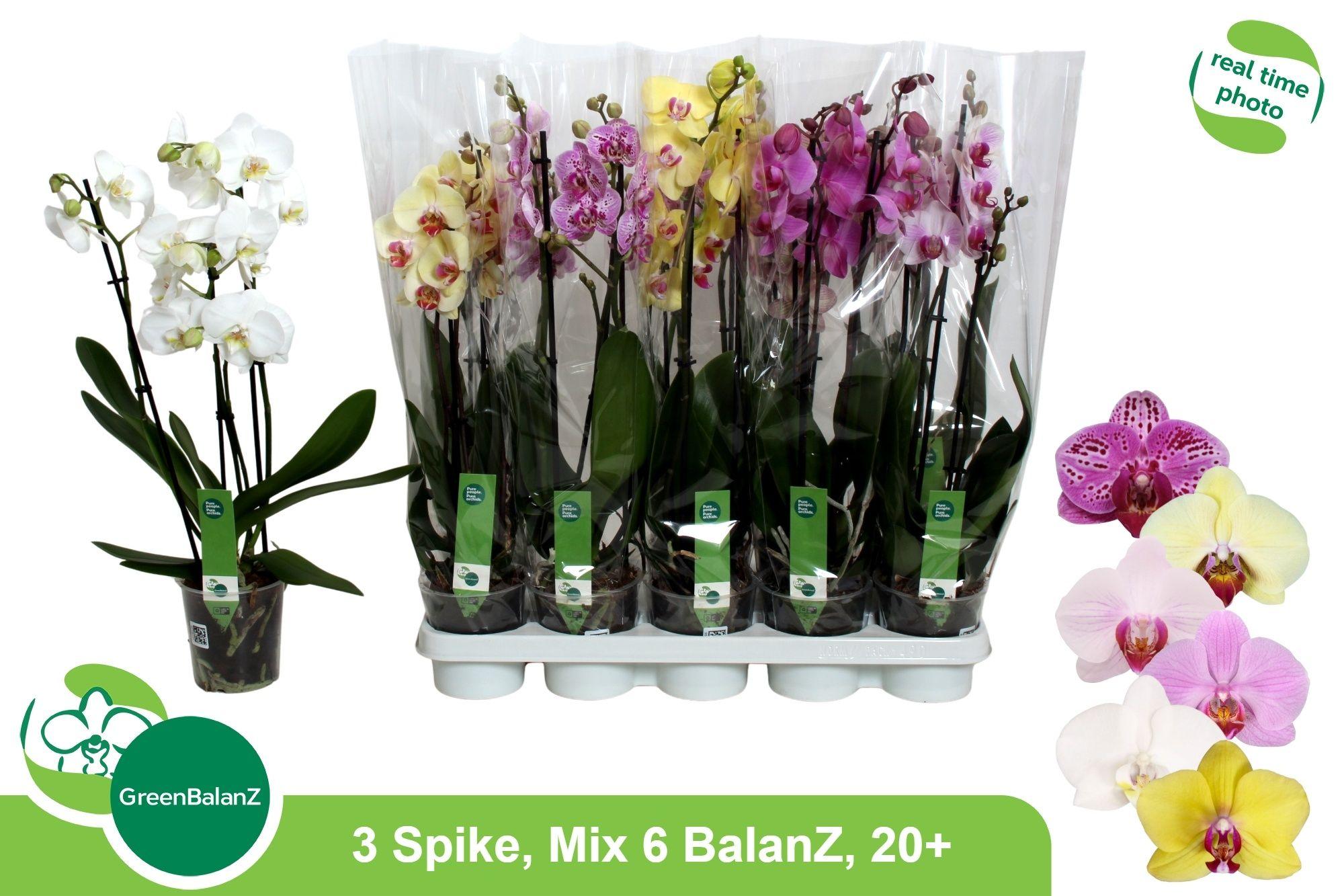 Горшечные цветы и растения оптом Phal Gem 6 Kl от 10шт из Голландии с доставкой по России